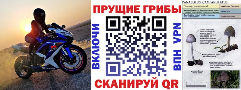 Псилоцибиновые грибы мицелий  Купить закладки  Гдов 
